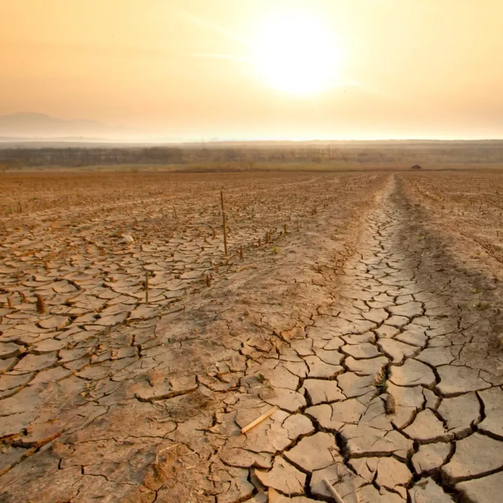 drought